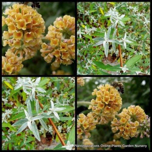 Buddleia Golden Glow x 1 Butterfly Bush Shrubs Scented Flowering Hardy Cottage Garden Plants Flowers Buddleja weyeriana